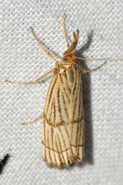Chrysocrambus linetella - déli fűgyökérmoly