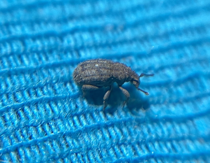 Trachyphloeus scabriculus - bunkósszőrű éjiormányos