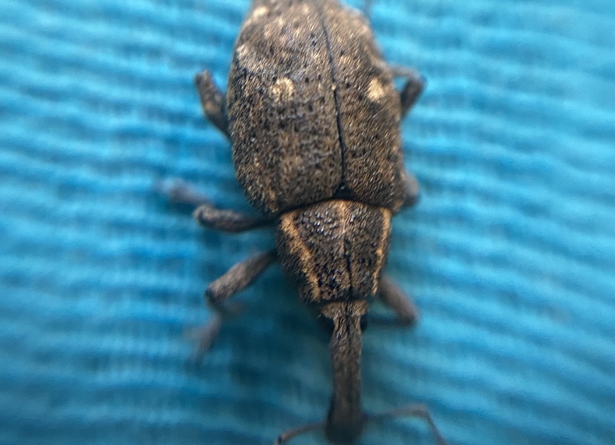 Lepyrus palustris - kétpettyes fűzormányos