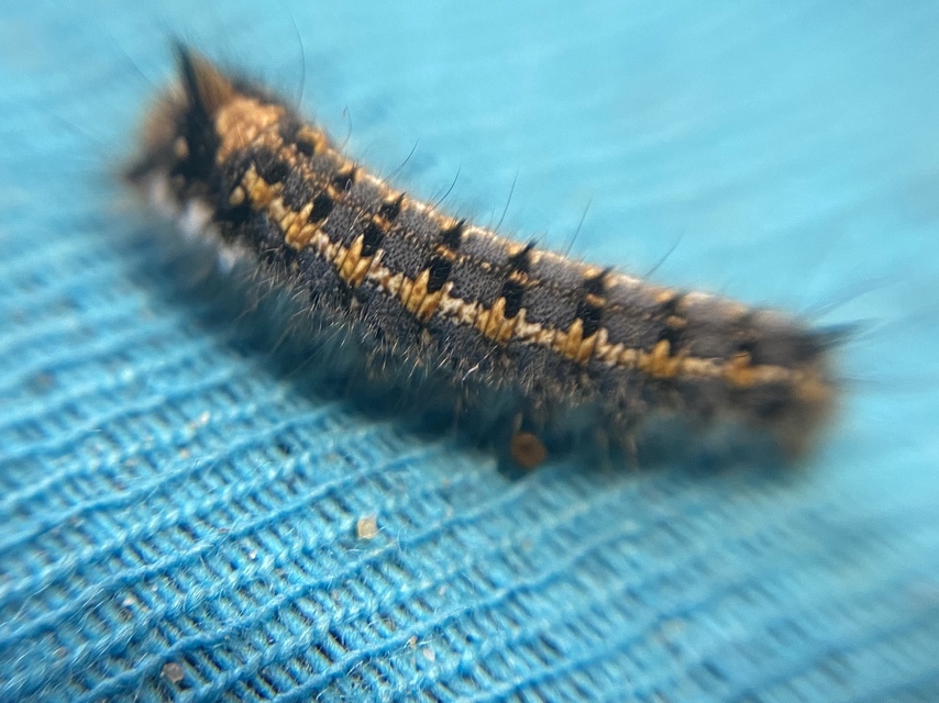 Euthrix potatoria - szomjas pohók