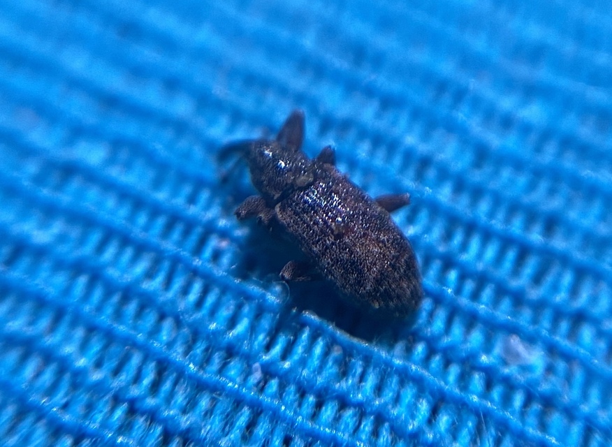Dorytomus taeniatus - kecskefűz-hangormányos