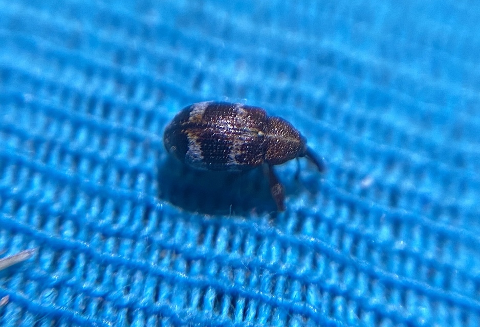 Anthonomus chevrolati - cseregalagonya-rügylikasztó Anthonomus chevrolati - cseregalagonya-rügylikasztó