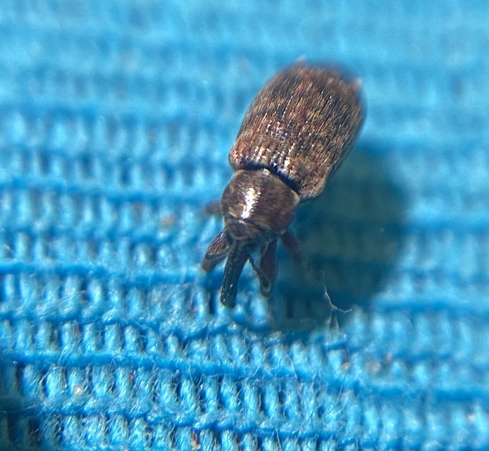 Dorytomus taeniatus - kecskefűz-hangormányos