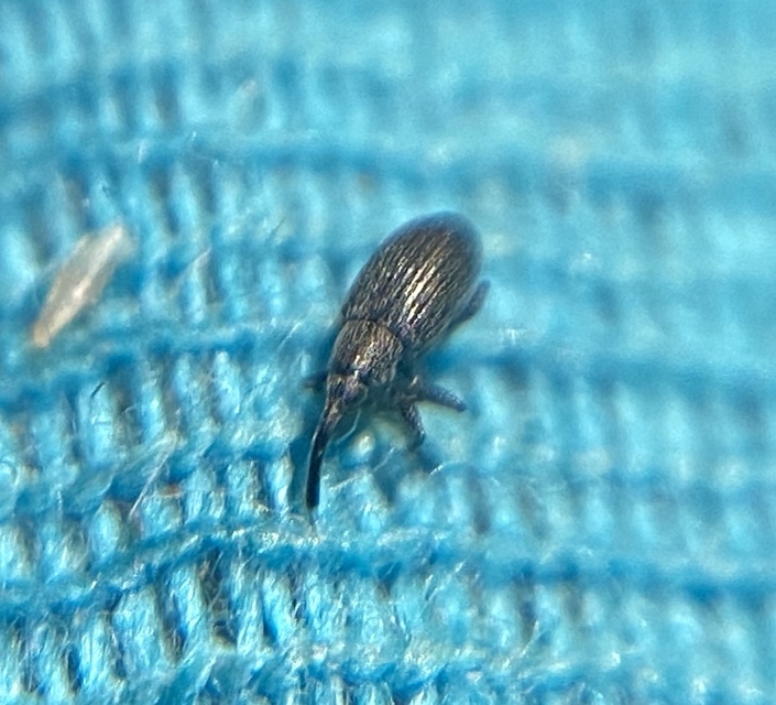 Catapion jaffense - görbeorrú cickányormányos Catapion jaffense - görbeorrú cickányormányos