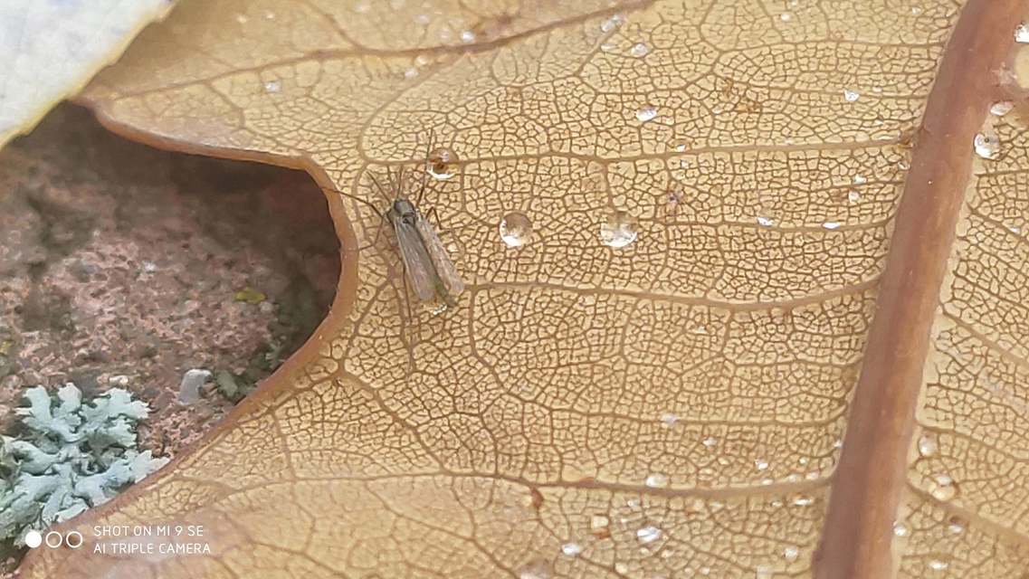 Chironomidae - árvaszúnyogok