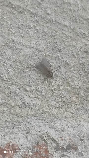 Chironomidae - árvaszúnyogok
