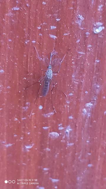 Culicidae - csípőszúnyogok