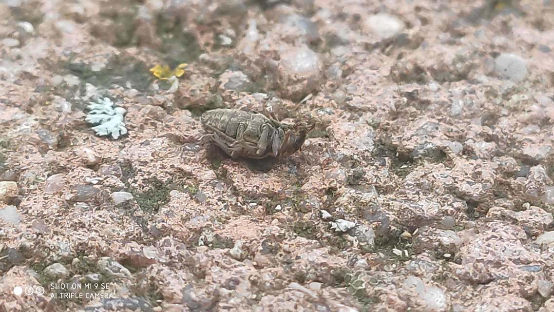 Hypera postica - lucerna-pikkelyesormányos