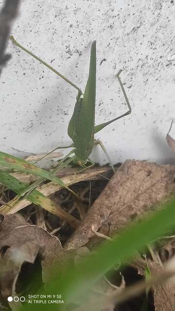 Phaneroptera nana - pontozott repülőszöcske