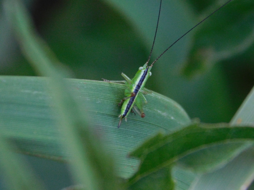 Conocephalus fuscus - kis kúpfejűszöcske