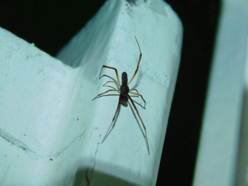 Episinus truncatus - csonka törpepók