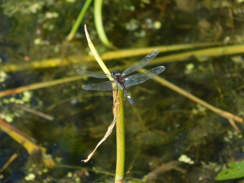 Leucorrhinia pectoralis - lápi álarcos-szitakötő