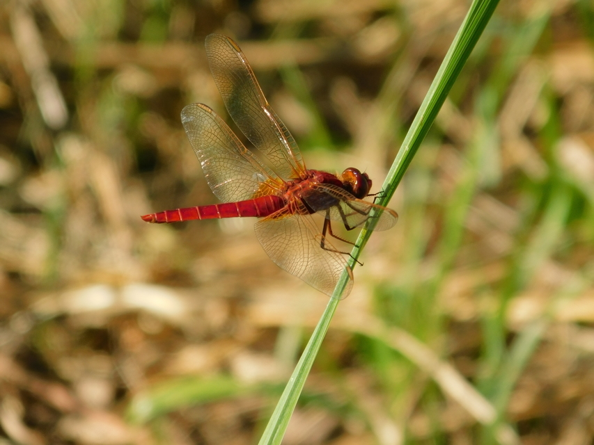 Crocothemis erythraea - skarlát szitakötő