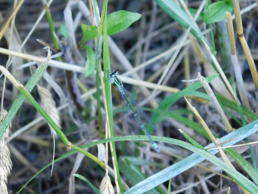 Coenagrion pulchellum - karcsú légivadász