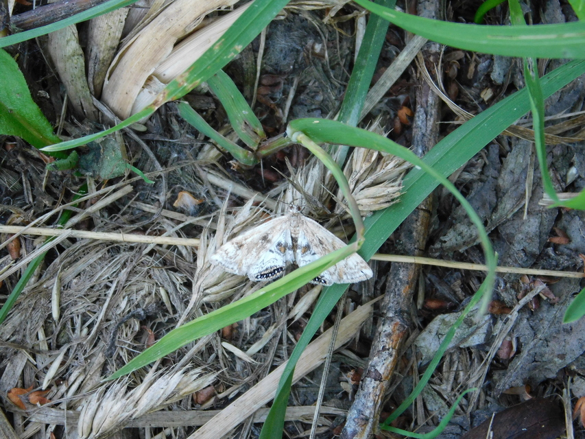 Cataclysta lemnata - békalencsemoly