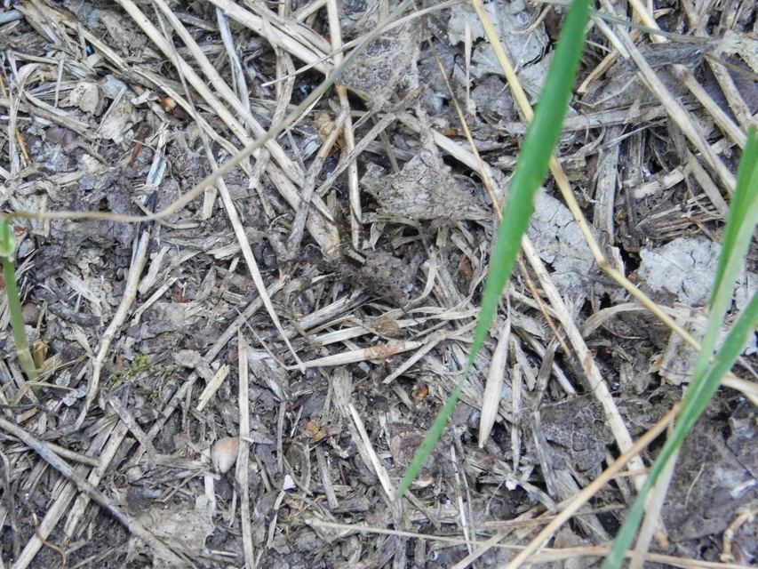Pardosa alacris/lugubris