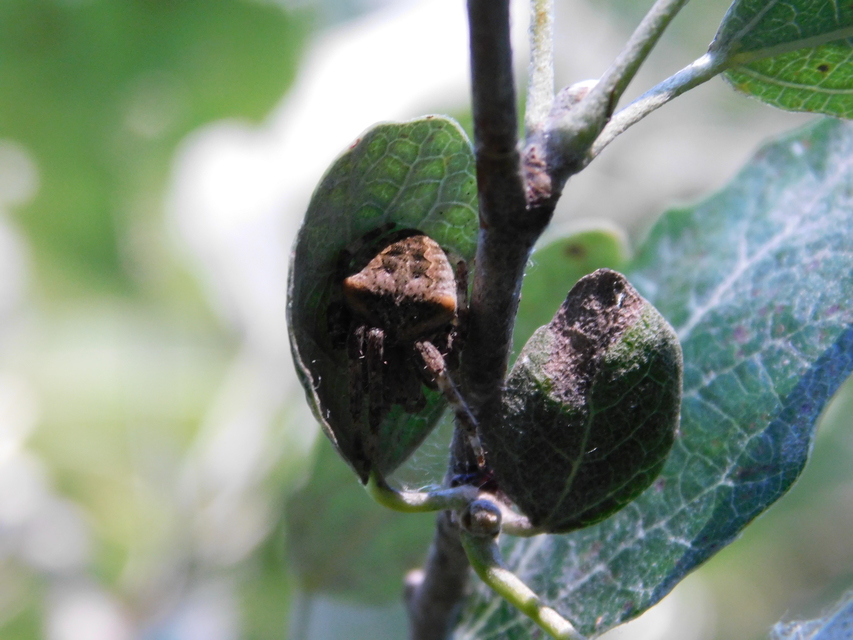 Araneus circe/angulatus