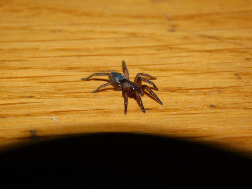 Scotophaeus