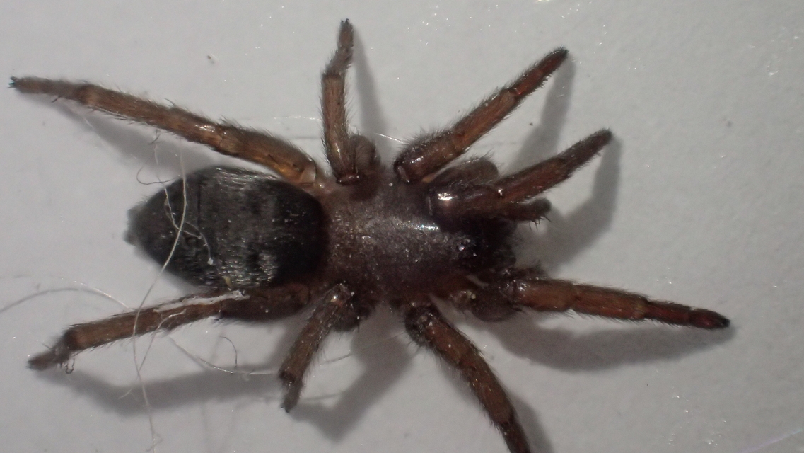 Scotophaeus