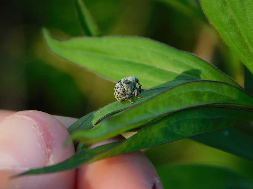 Cionus thapsus - kis ökörfarkkóró-gömbormányos