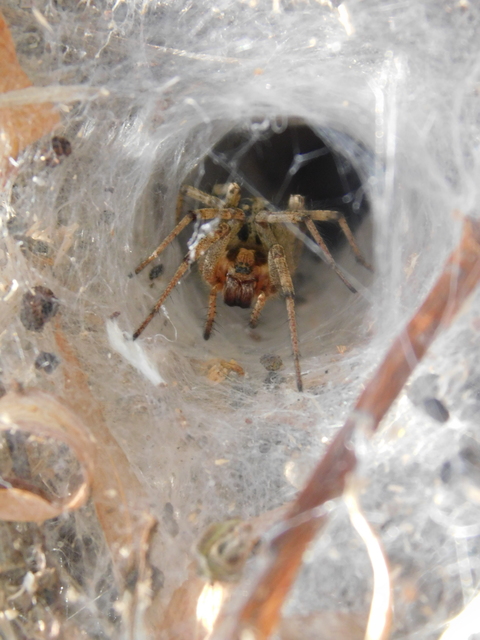 Agelena labyrinthica - illó tölcsérpók