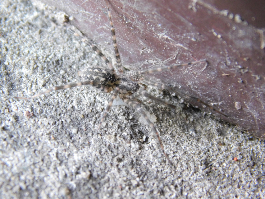 Tegenaria