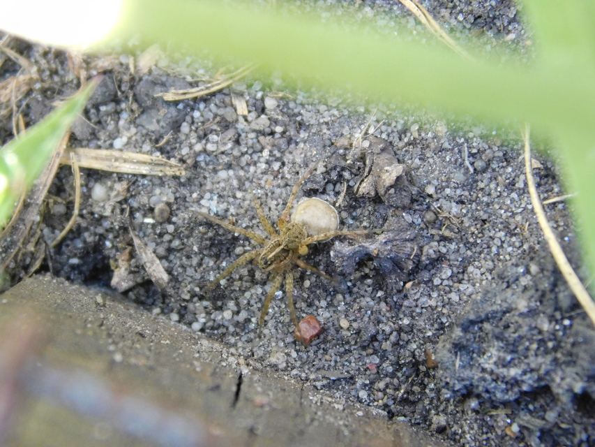 Pardosa agrestis - pusztai farkaspók