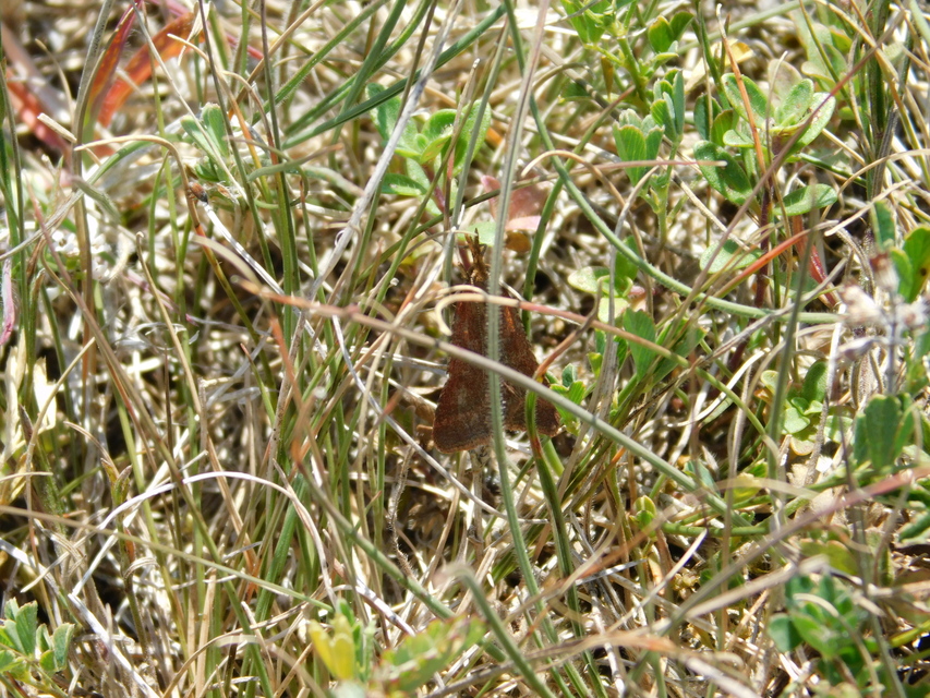 Synaphe punctalis - hosszúlábú fényilonca