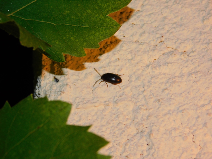Hymenalia rufipes - rőtlábú alkonybogár
