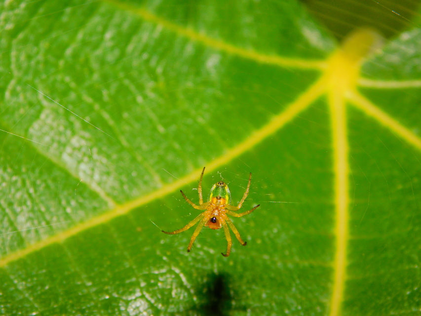 Araniella