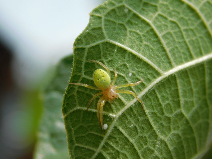 Araniella