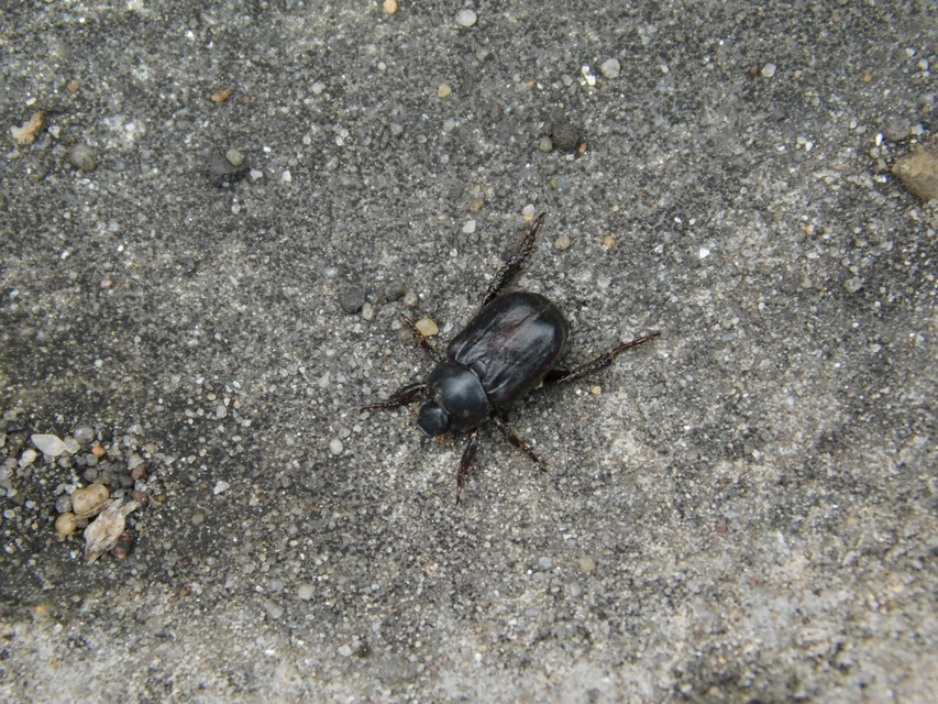 Hoplia hungarica - homoki virágcserebogár