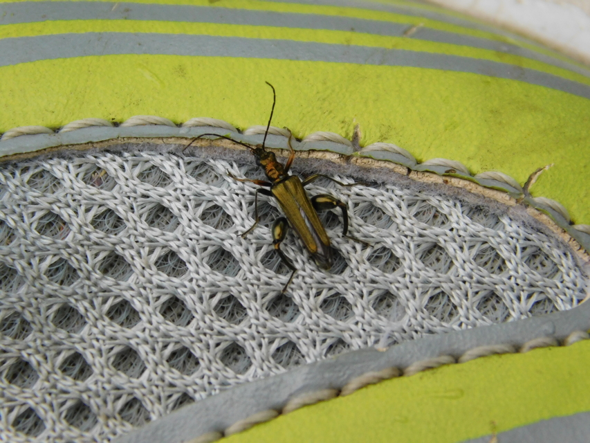 Oedemera flavipes - sárgalábú álcincér Oedemera flavipes - sárgalábú álcincér