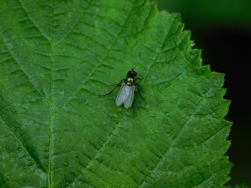 Dolichopodidae - szúnyoglábú legyek
