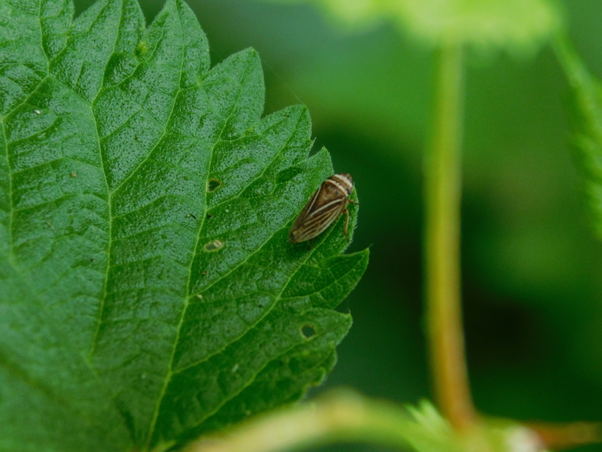 Aphrodes makarovi