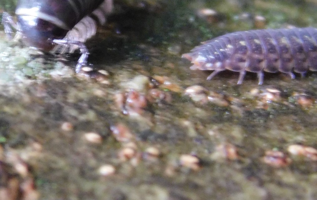Porcellio spinicornis Porcellio spinicornis