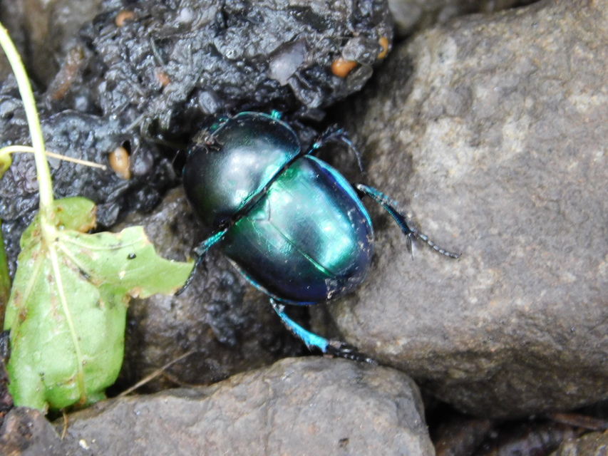 Trypocopris vernalis - tavaszi álganéjtúró