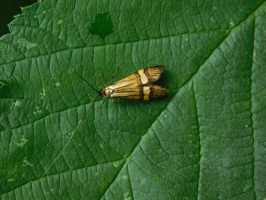 Nemophora degeerella - pompás tőrösmoly