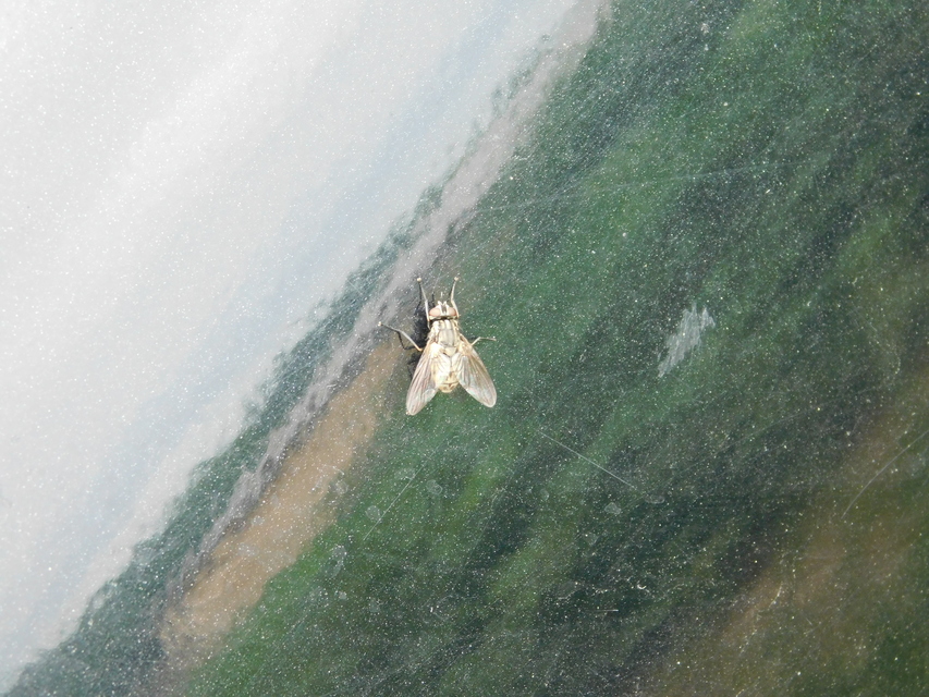 Stomoxys calcitrans - szuronyos istállólégy