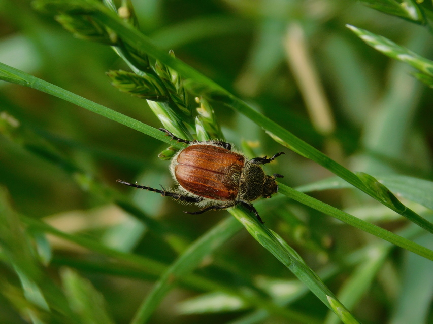 Chaetopteroplia segetum - rozsszipoly