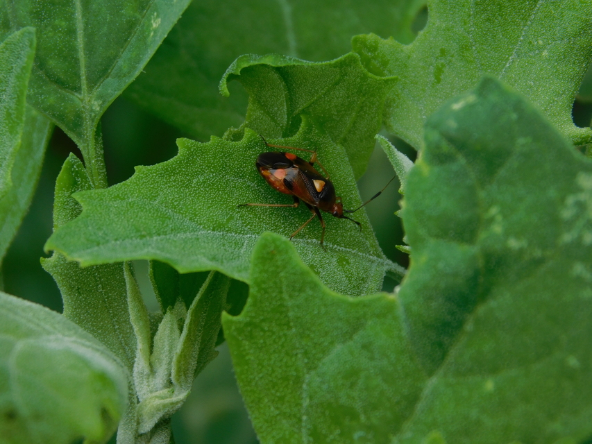 Deraeocoris ruber - vöröses mezeipoloska