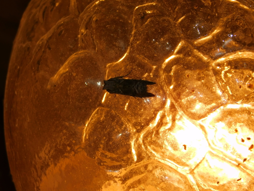 Abrostola