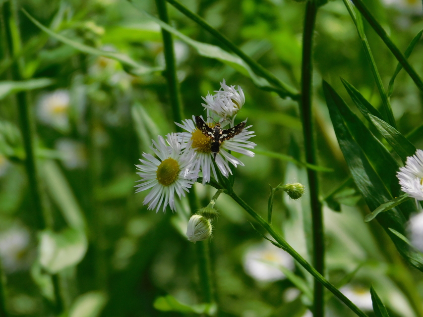 Thyris fenestrella - gyakori ablakosmoly