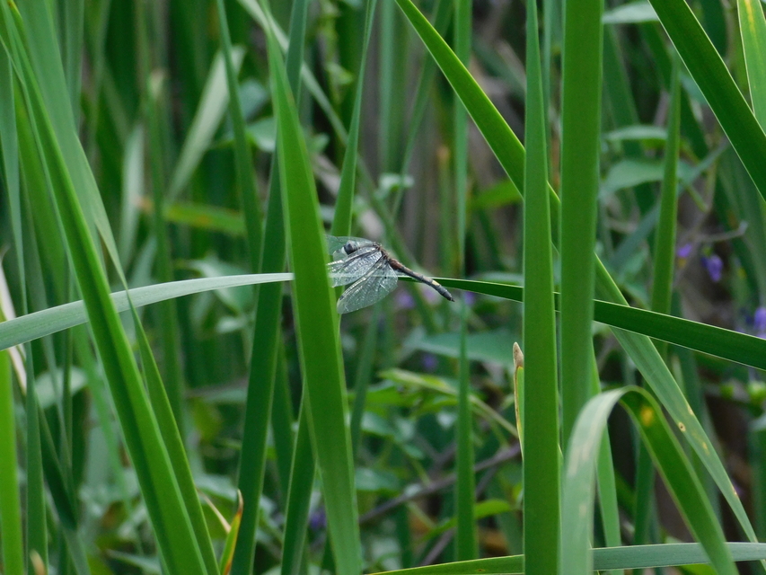 Leucorrhinia pectoralis - lápi álarcos-szitakötő
