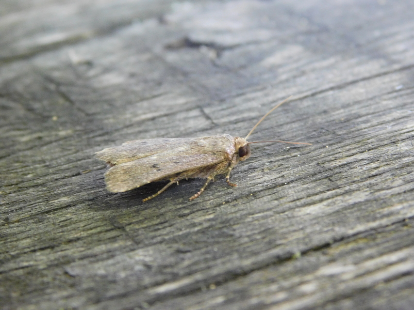Amphipyra tragopoginis - bakszakállbagoly