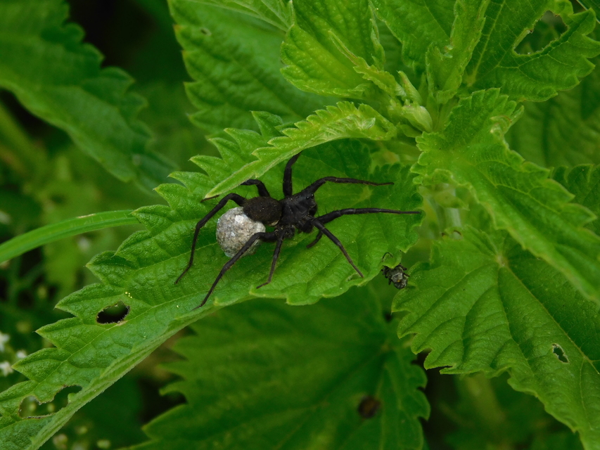Pardosa paludicola