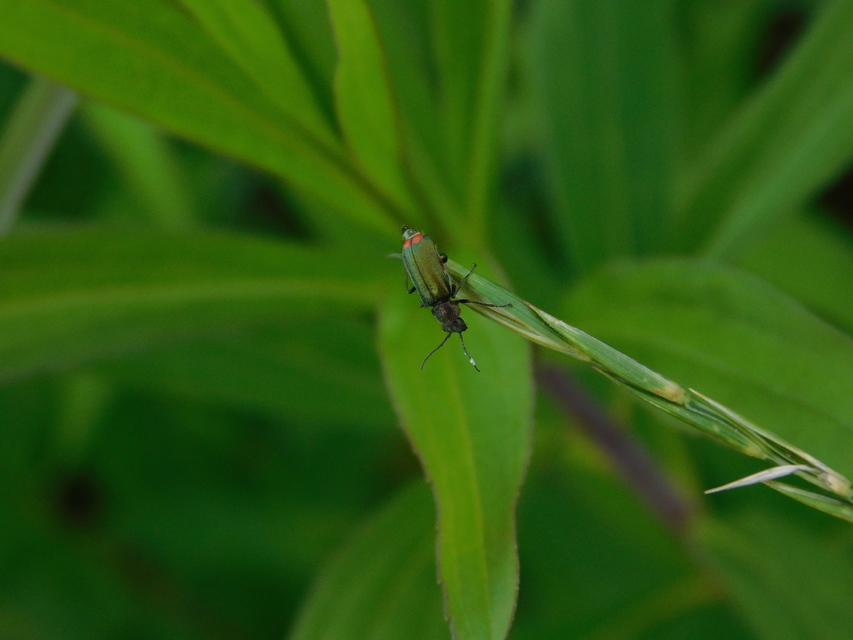 Malachius bipustulatus - kétfoltos bibircsesbogár