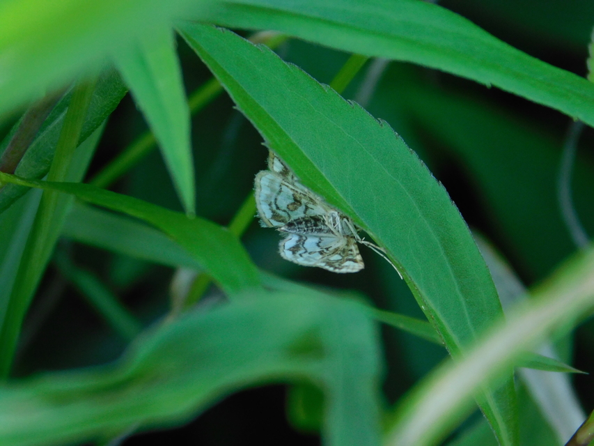 Elophila nymphaeata - tarka vízimoly