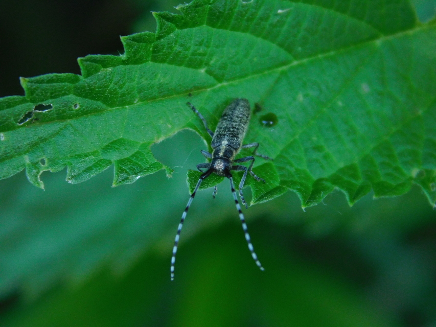 Agapanthia villosoviridescens - fehérgyűrűs bogáncscincér