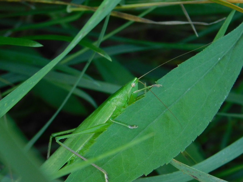 Ruspolia nitidula - nagy kúpfejűszöcske